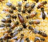 пчелиная семья