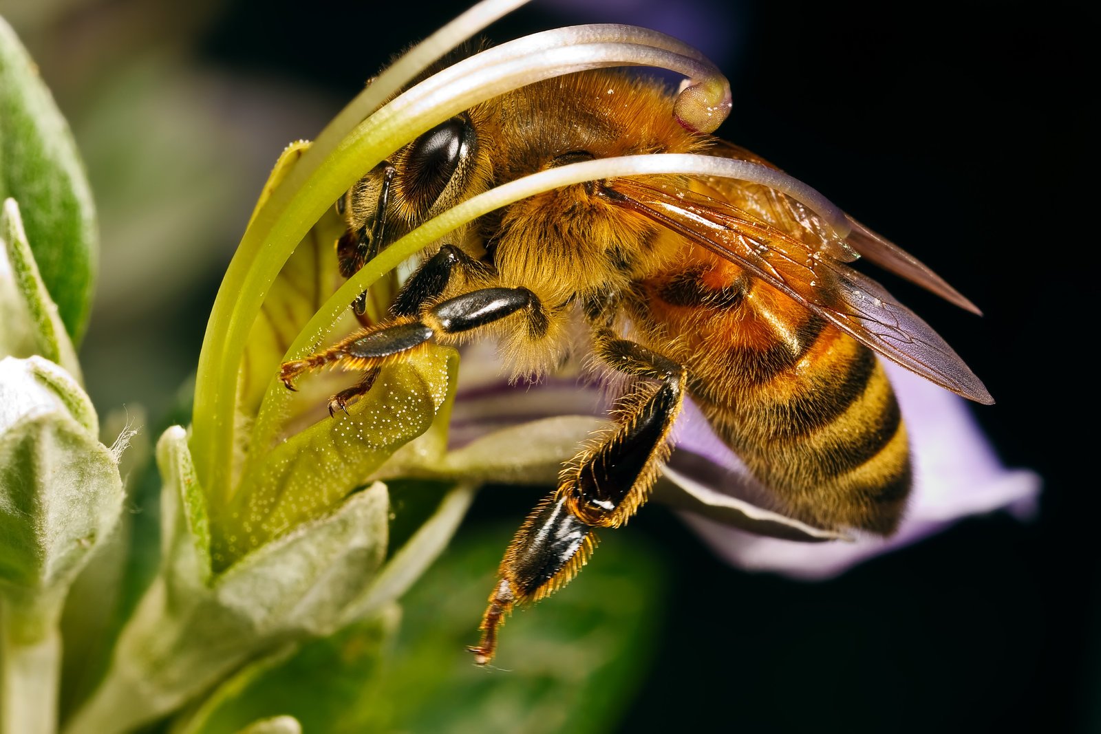пчелиная семья