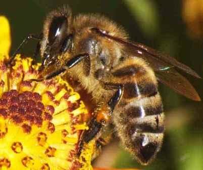 наращивание пчел