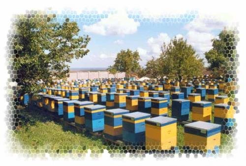 пчеловодство, продукты пчеловодства